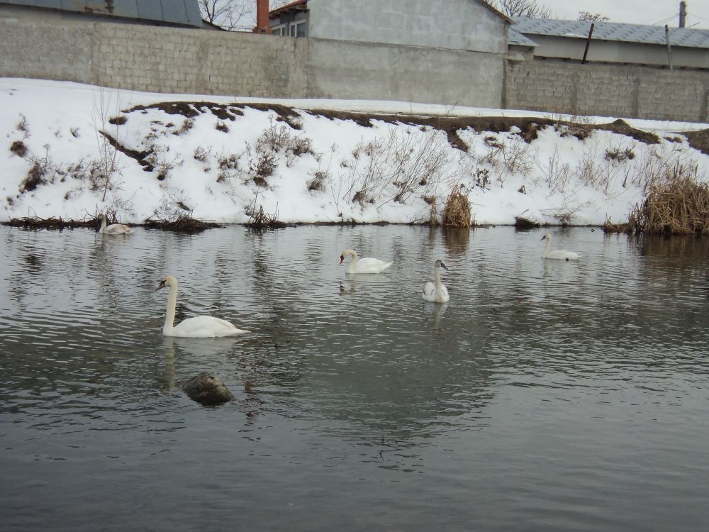 Lebedele fac spectacol la Iveşti (FOTO)