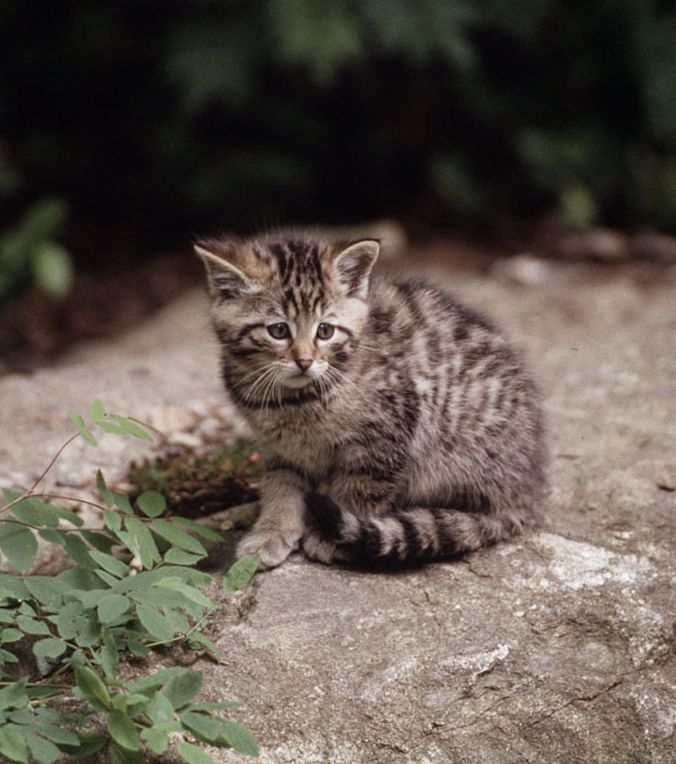 Ministerul Mediului propune ÎMPUȘCAREA a 1.691 de animale sălbatice strict protejate