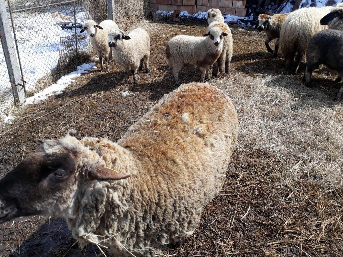 Atacuri la oi, în nordul judeţului