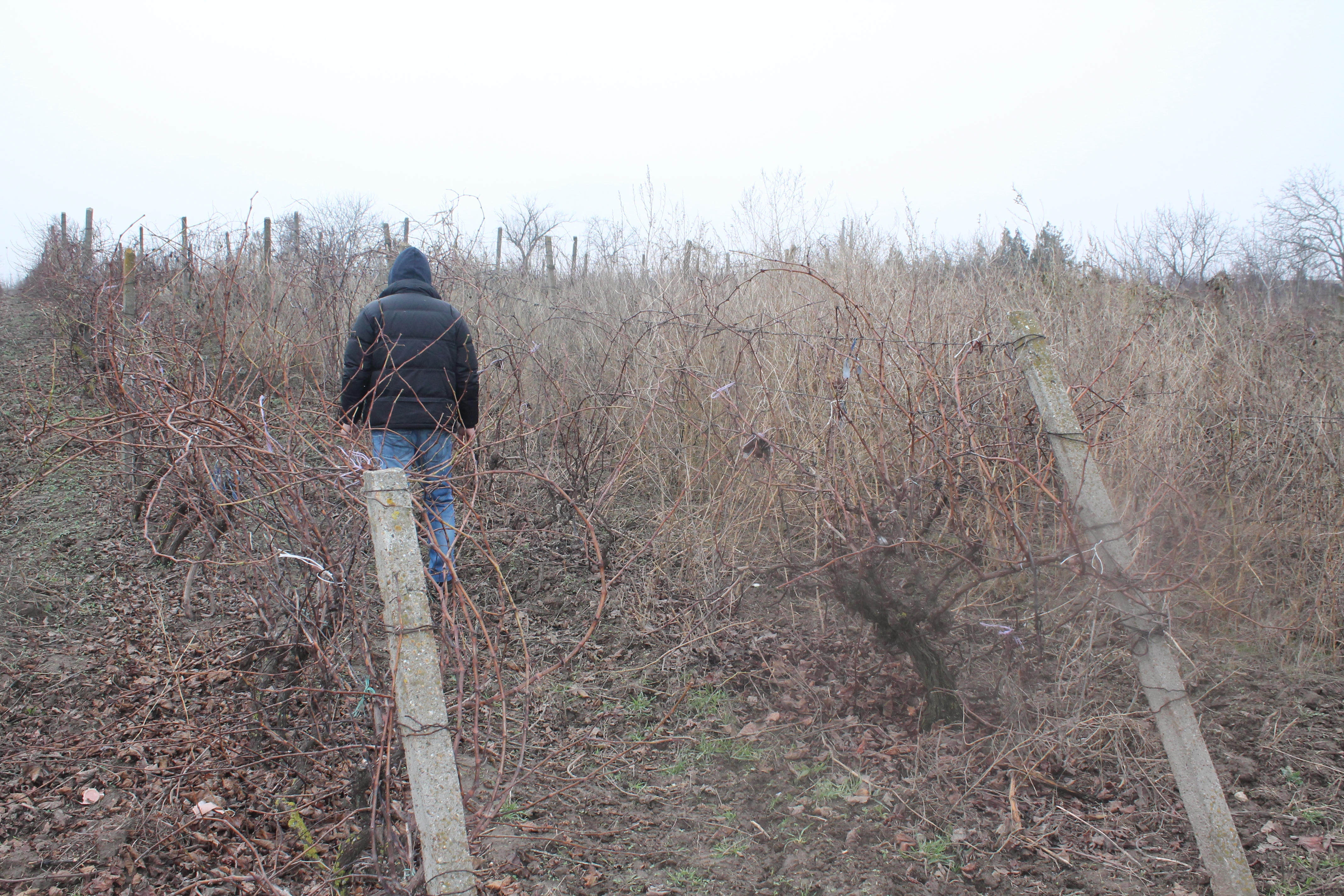 (FOTO) Campania VL "Moartea vinului"/ Se şterge şi amintirea viei nobile gălăţene