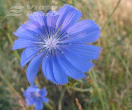 Să ne trăiţi, Marii şi Mariani!