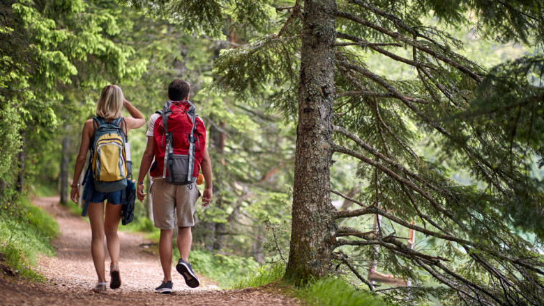 Camere de monitorizare a urșilor pe traseele turistice de risc