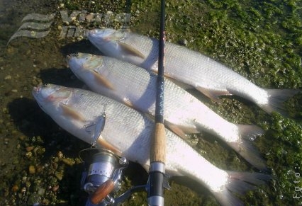 Pregătiri pentru avat