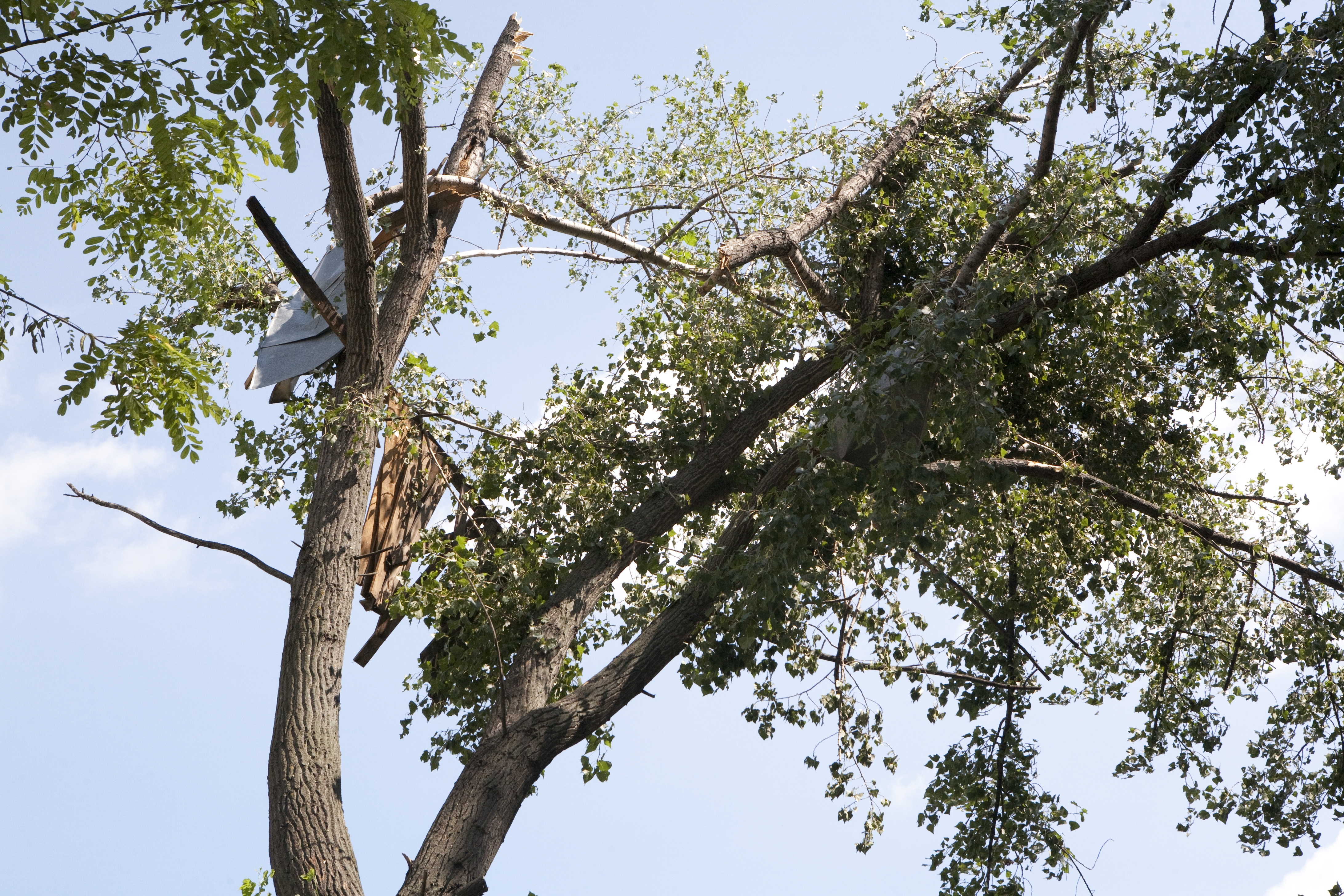 Autorităţile s-au mişcat binişor în lupta cu munţii de crengi şi frunze