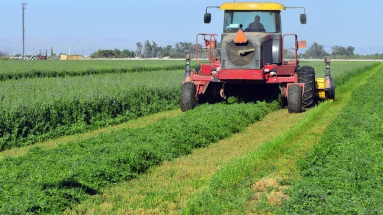 Subvenții APIA pentru lucernă 2025