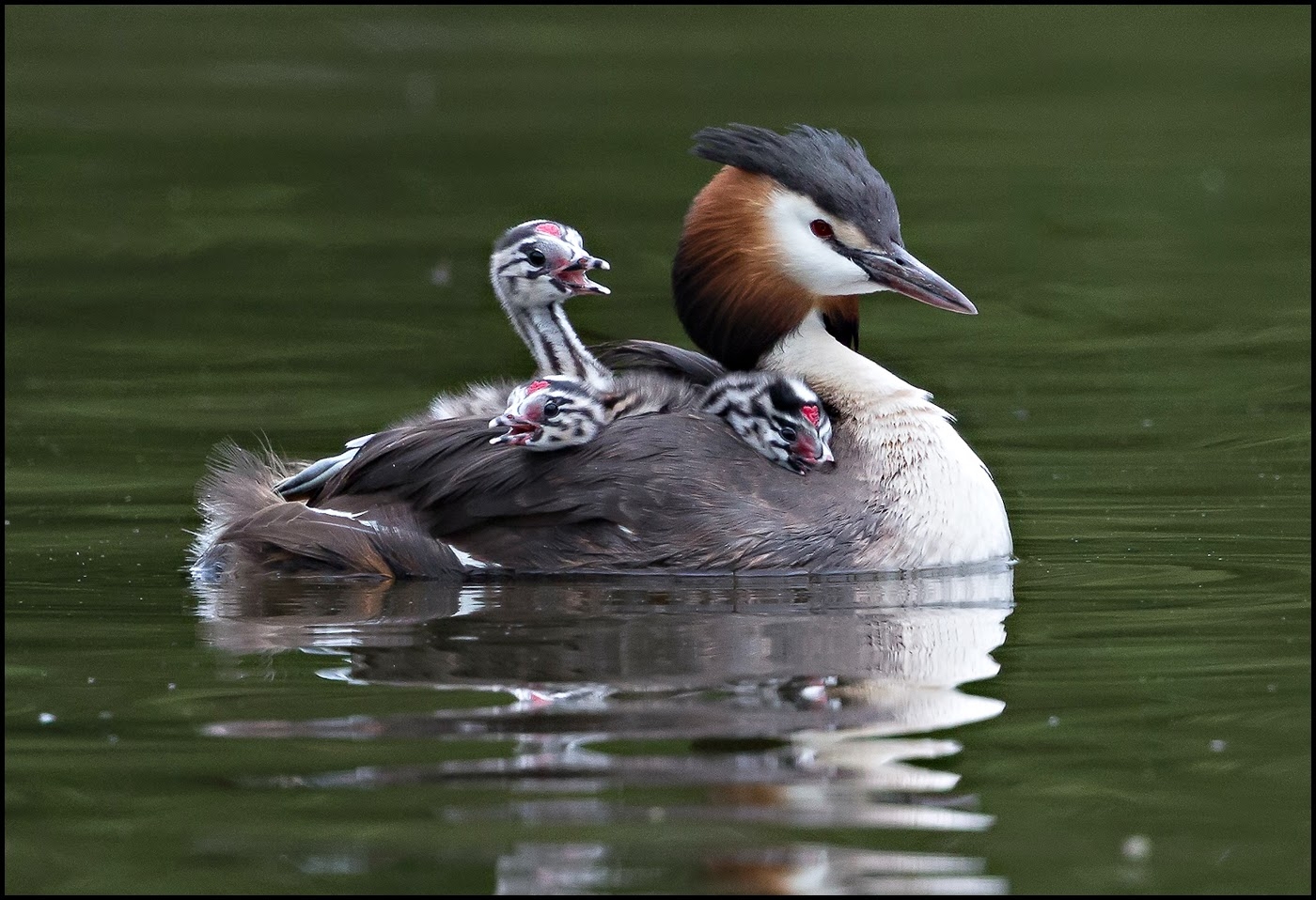 Corcodelul, vedeta lunii aprilie la Muzeul de Ştiinţe ale Naturii
