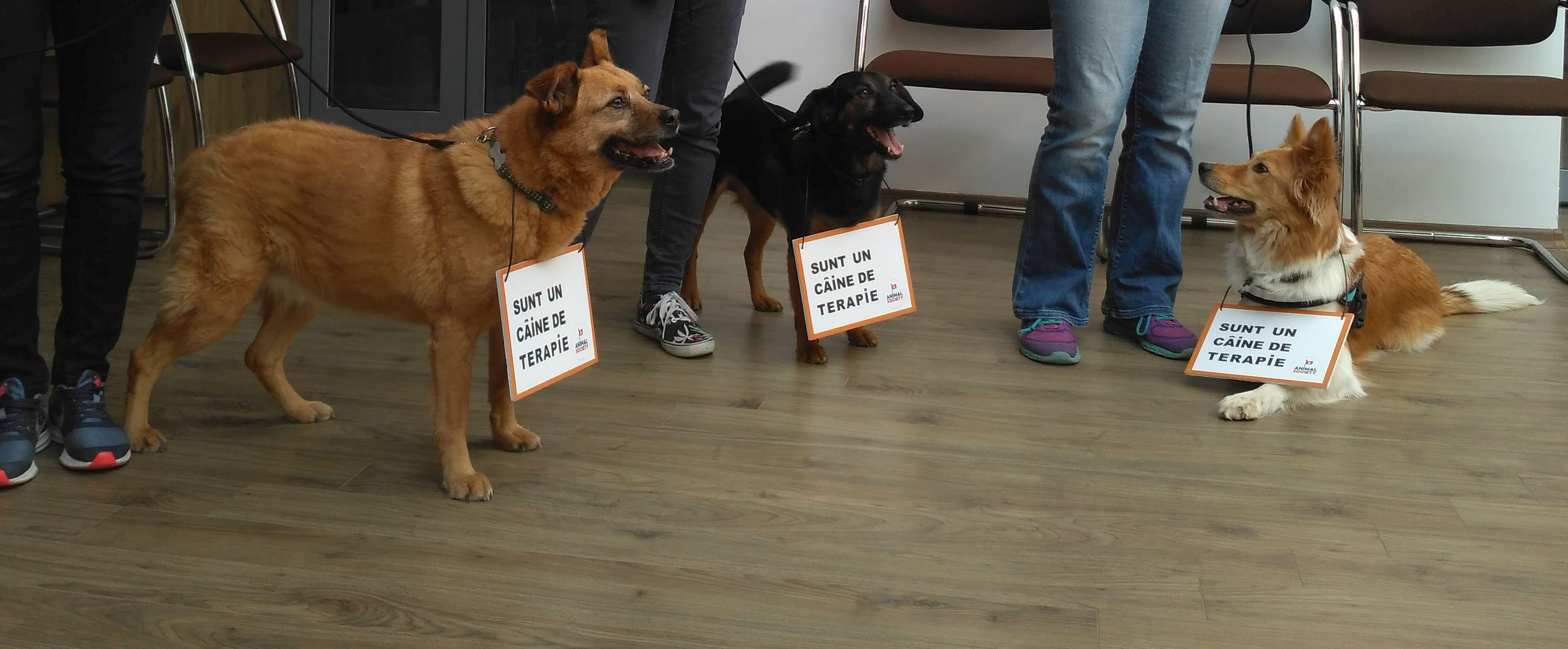 Galaţiul dă startul activităților asistate de căţei