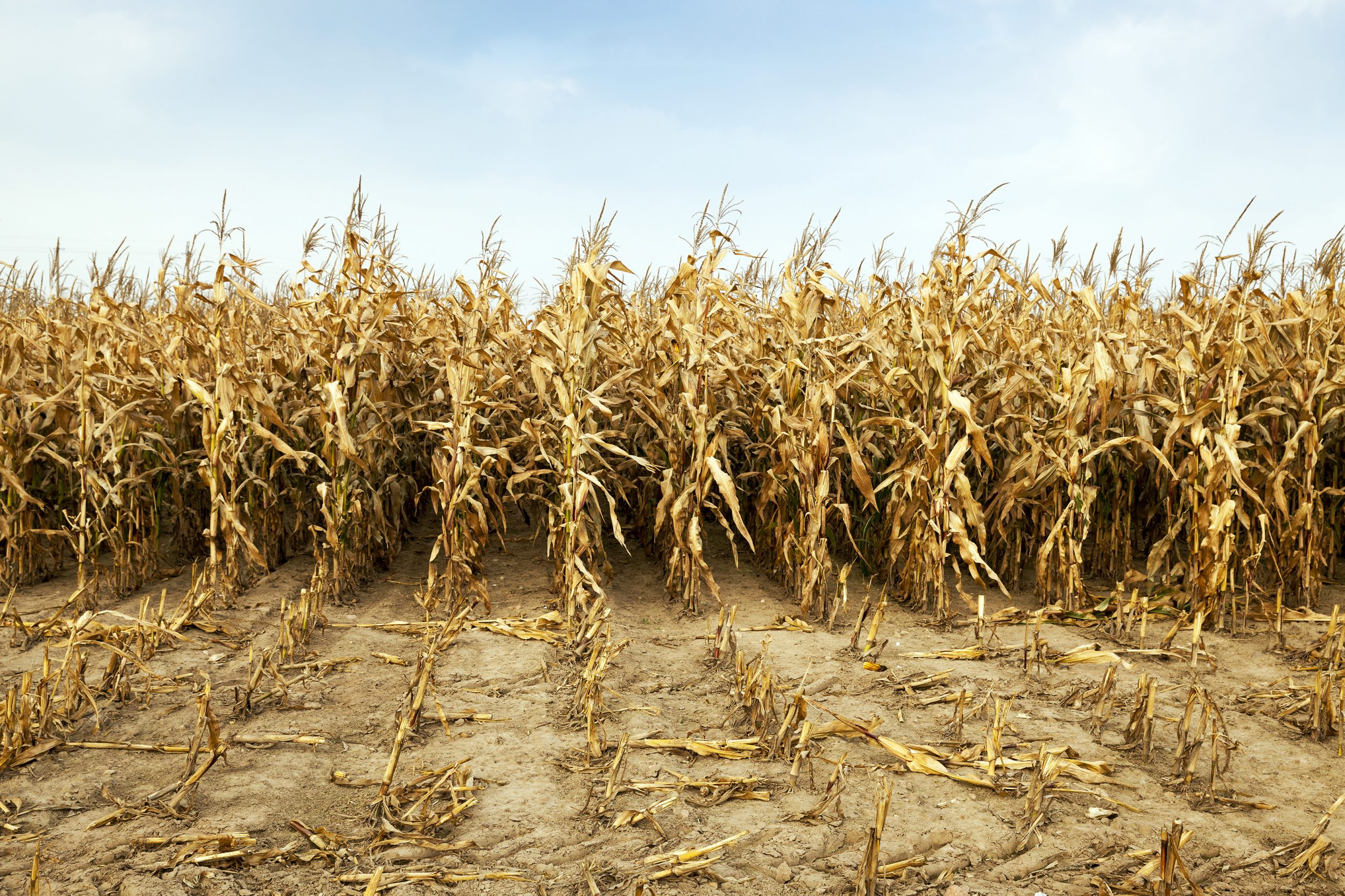 Seceta și fenomenele extreme duc la o criză agricolă în Galaţi