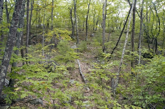 Măsuri neaccesate: Pentru păduri nu am cerut bani europeni 