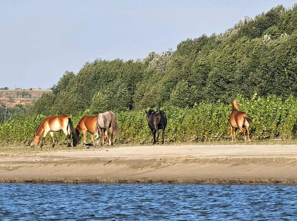 „Insula Cailor”, de la paradisul contrabandiştilor la herghelia sălbăticită