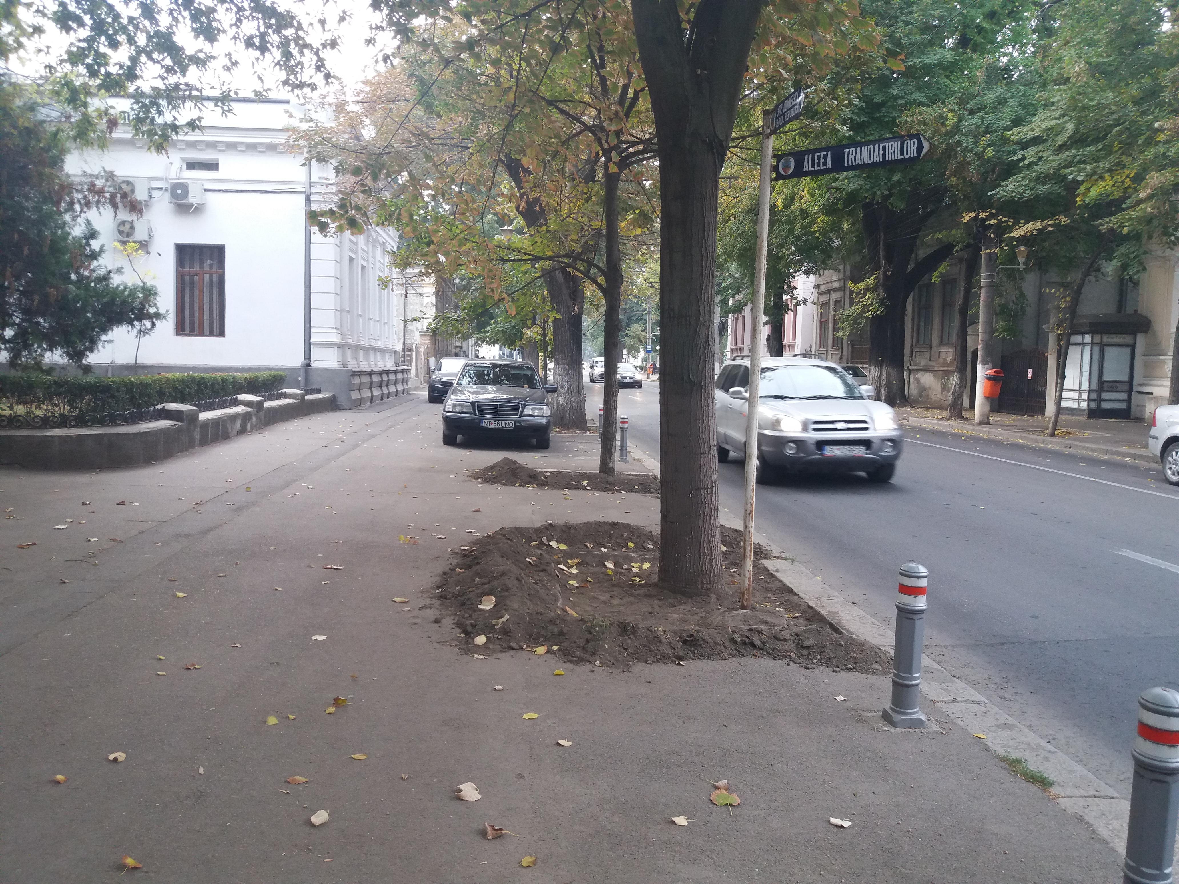 Vom avea mai mulţi tei, dar şi gazon