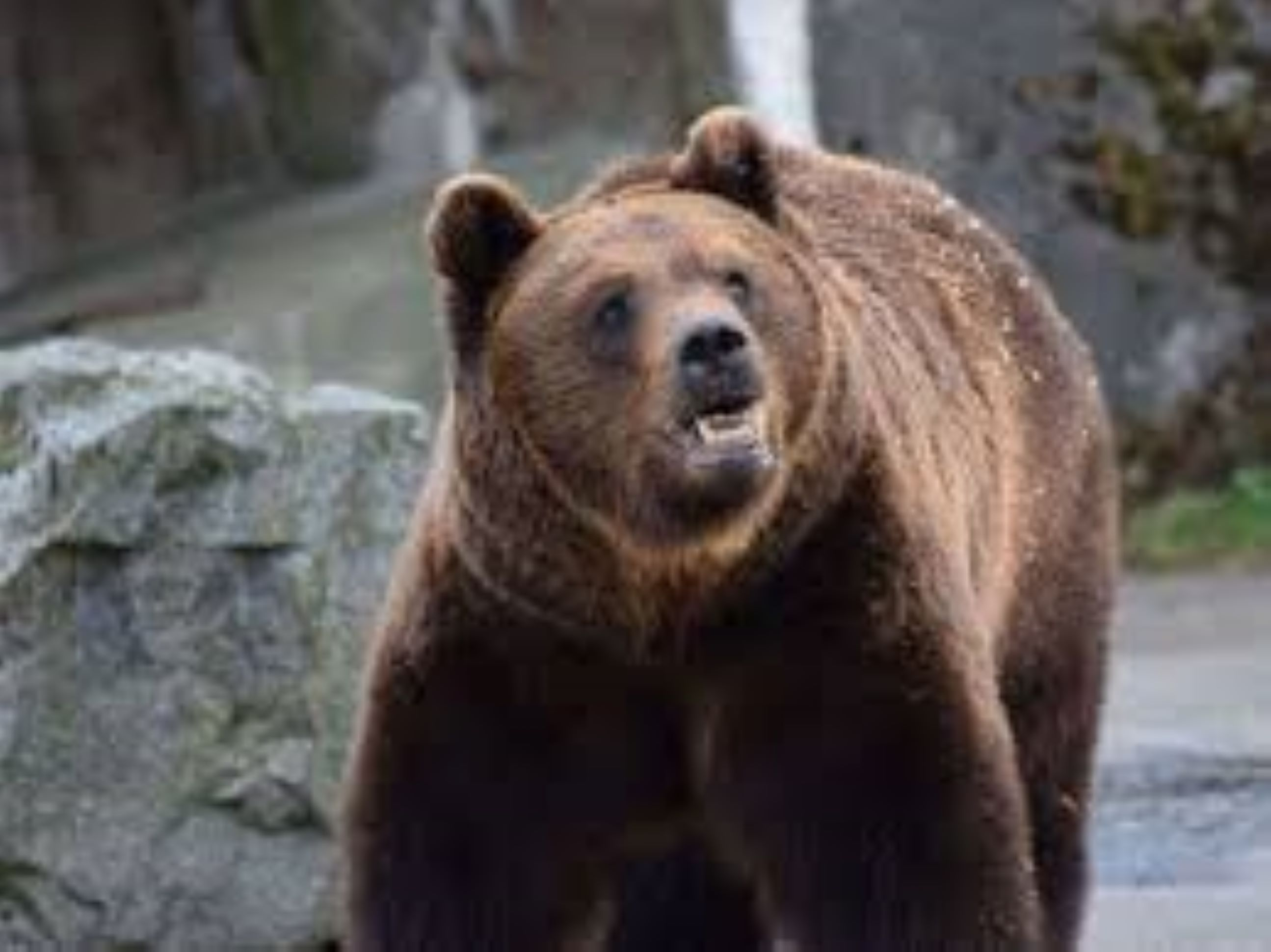 Rănit de urs când încerca să-și salveze porcul