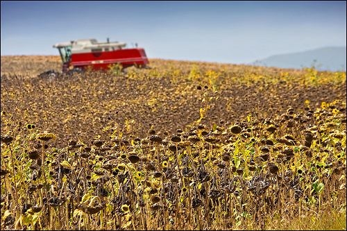 Recolta de floarea sorelui, sub aşteptări