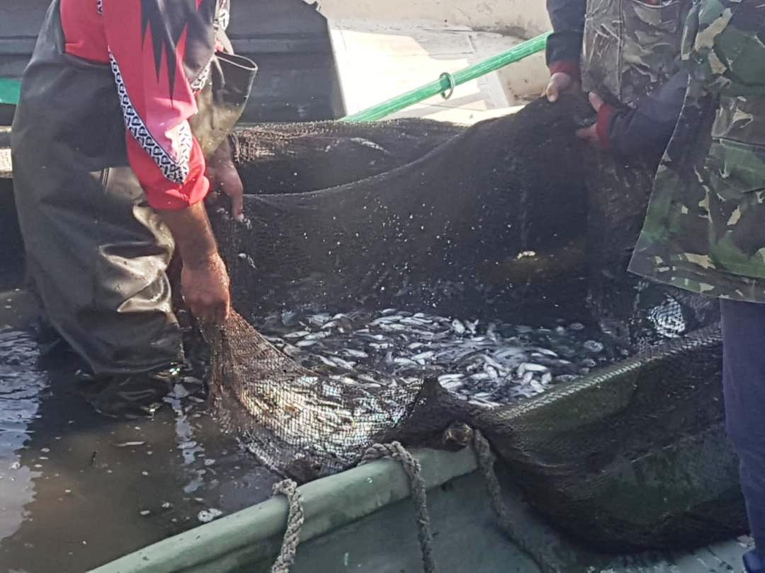 Prutul, repopulat cu 150 kilograme de puiet. VIDEO