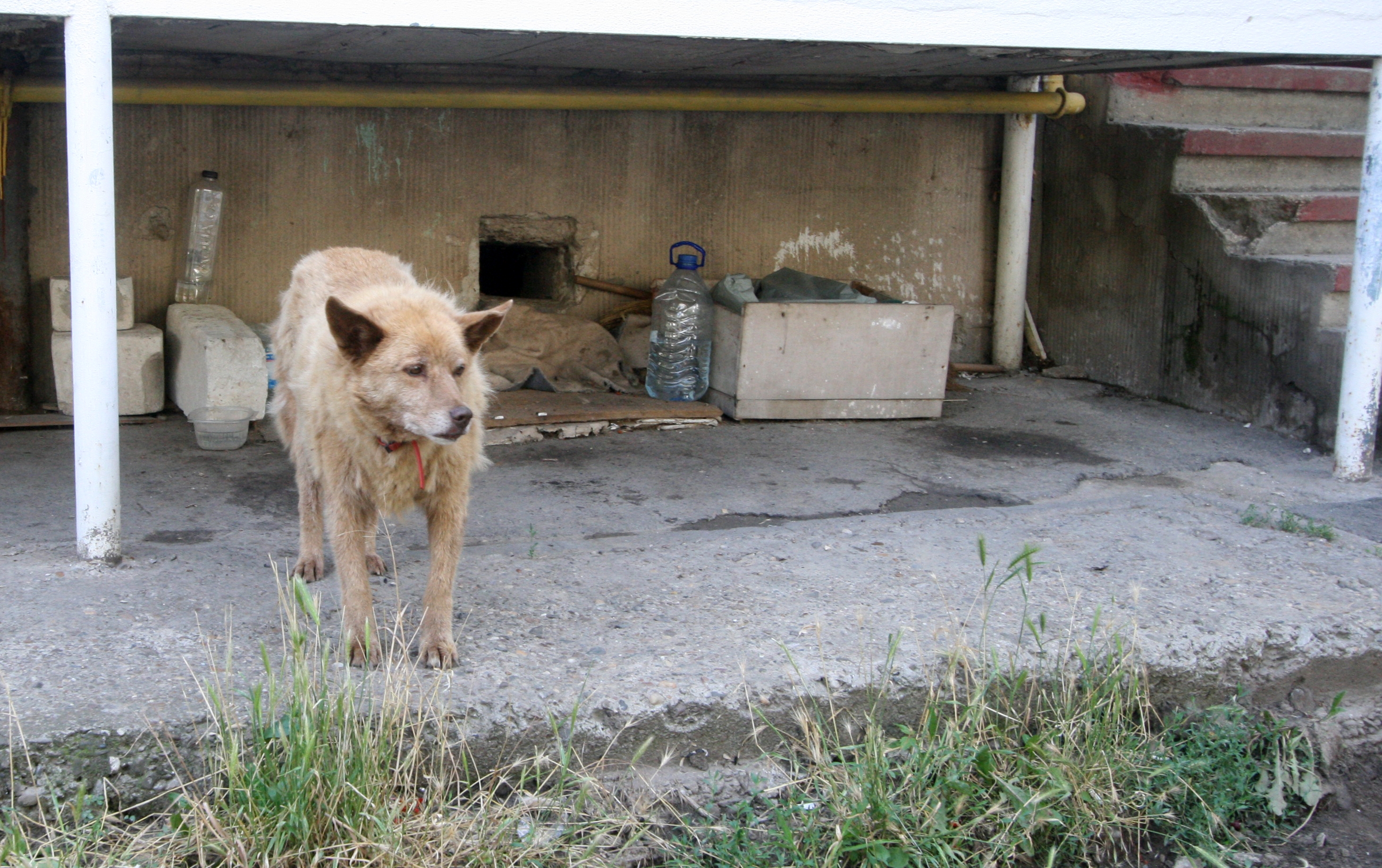 GALERIE FOTO / Micro 39 C, cartierul locuit de maidanezi