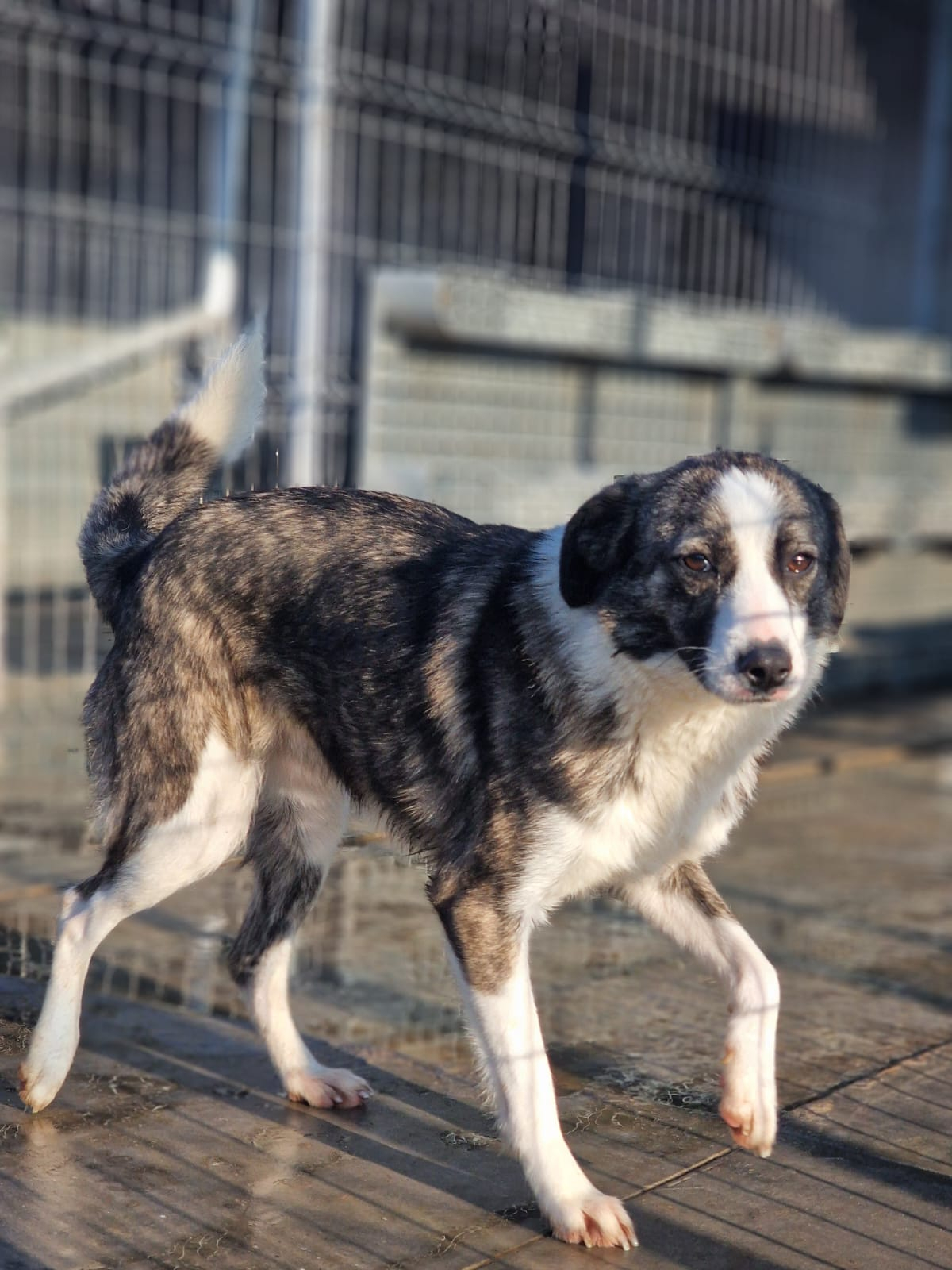 Sasha caută o casă cu oameni buni. Şcoala iubitorilor de animale