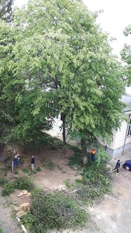 Fasonări de arbori pe strada Fraternității