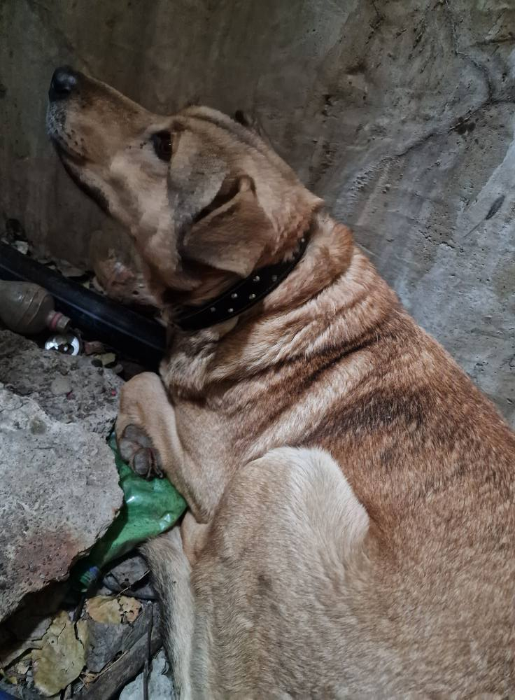 Operaţiune de salvare a unui căţel blocat într-un canal din Galaţi