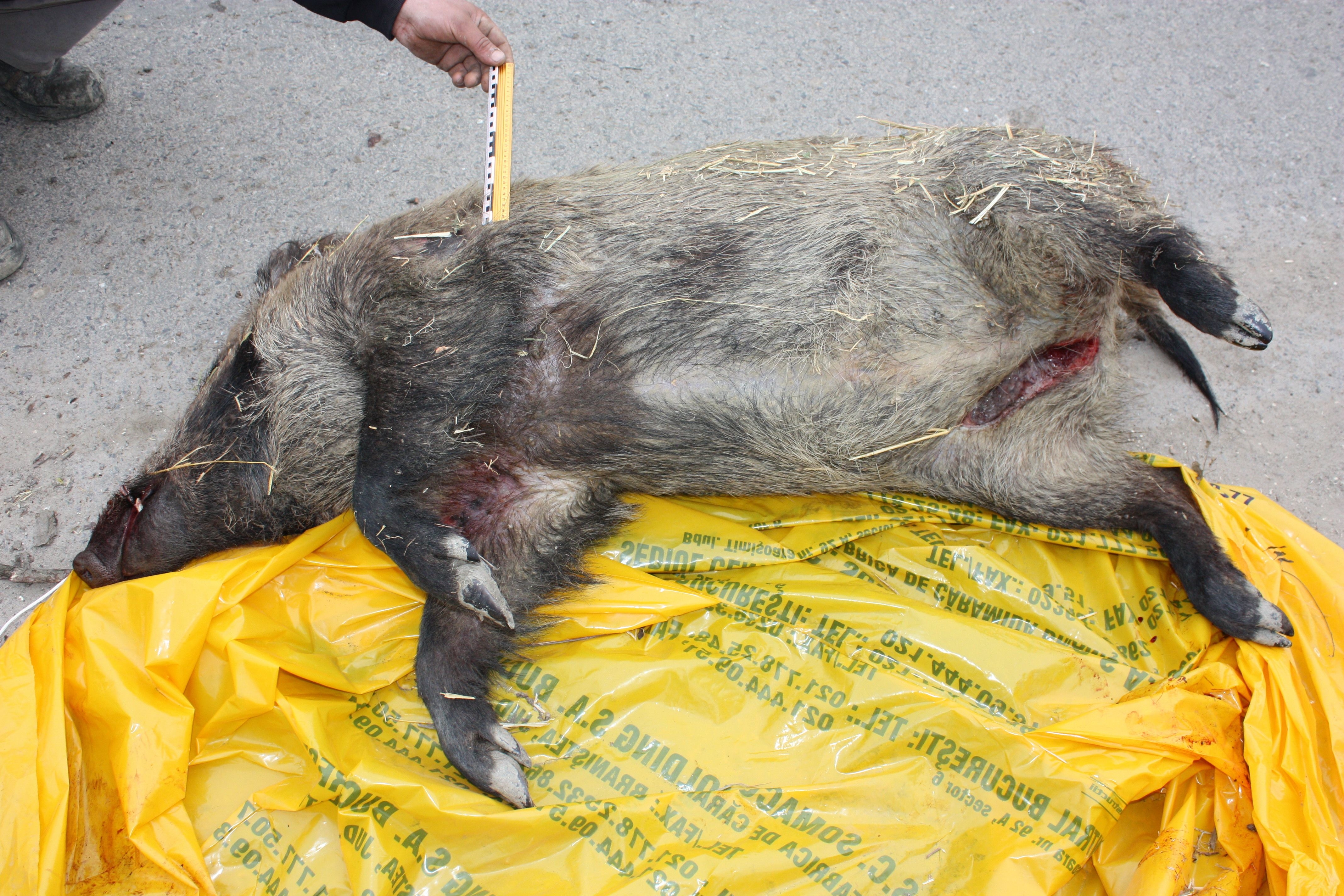 Bărbat prins cu un mistreţ în căruţă! Iată cum a încercat să scape de acuzaţiile de braconaj