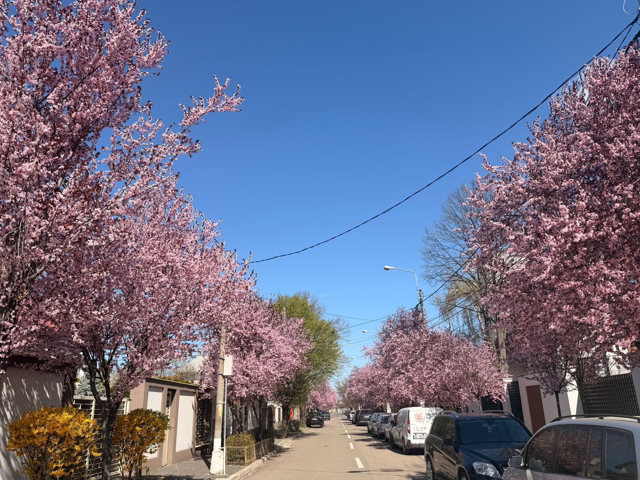 Sakura de Galați, câteva zile de lumină și culoare. Primăvara la pas pe strada Războieni