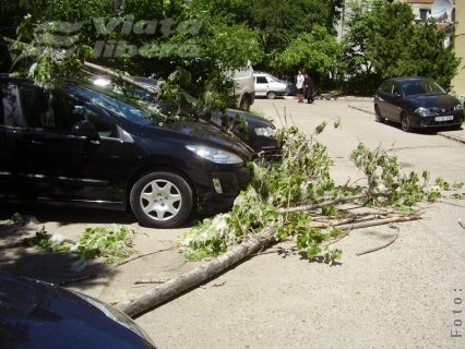 Plopii „morţi” din Mazepa II, şi pufoşi şi periculoşi!