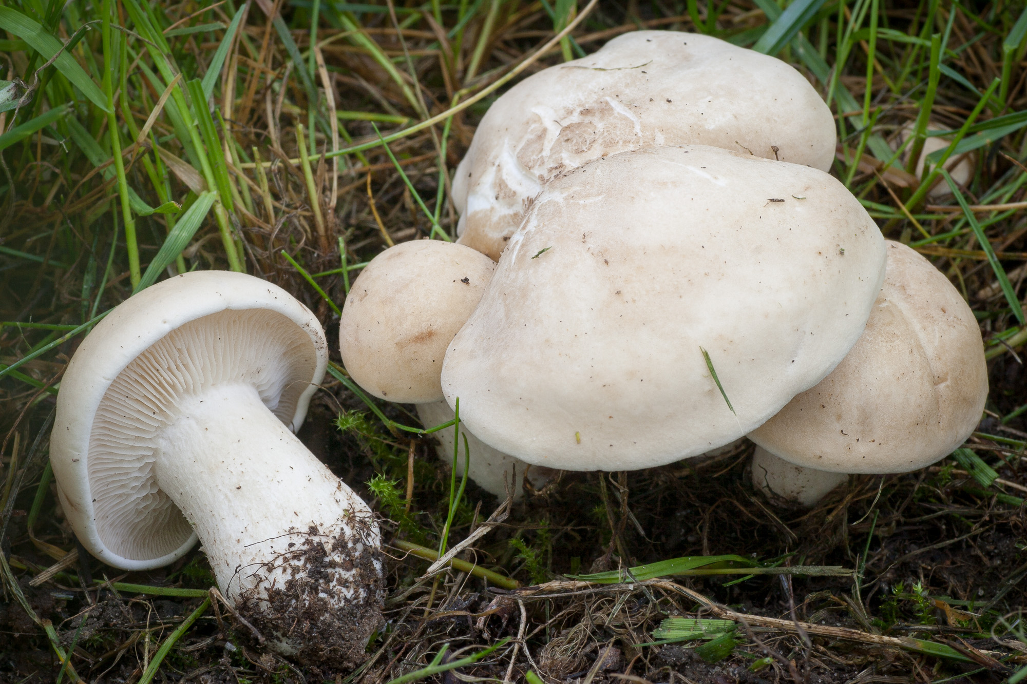 Buretele de mai, un superaliment natural de primăvară