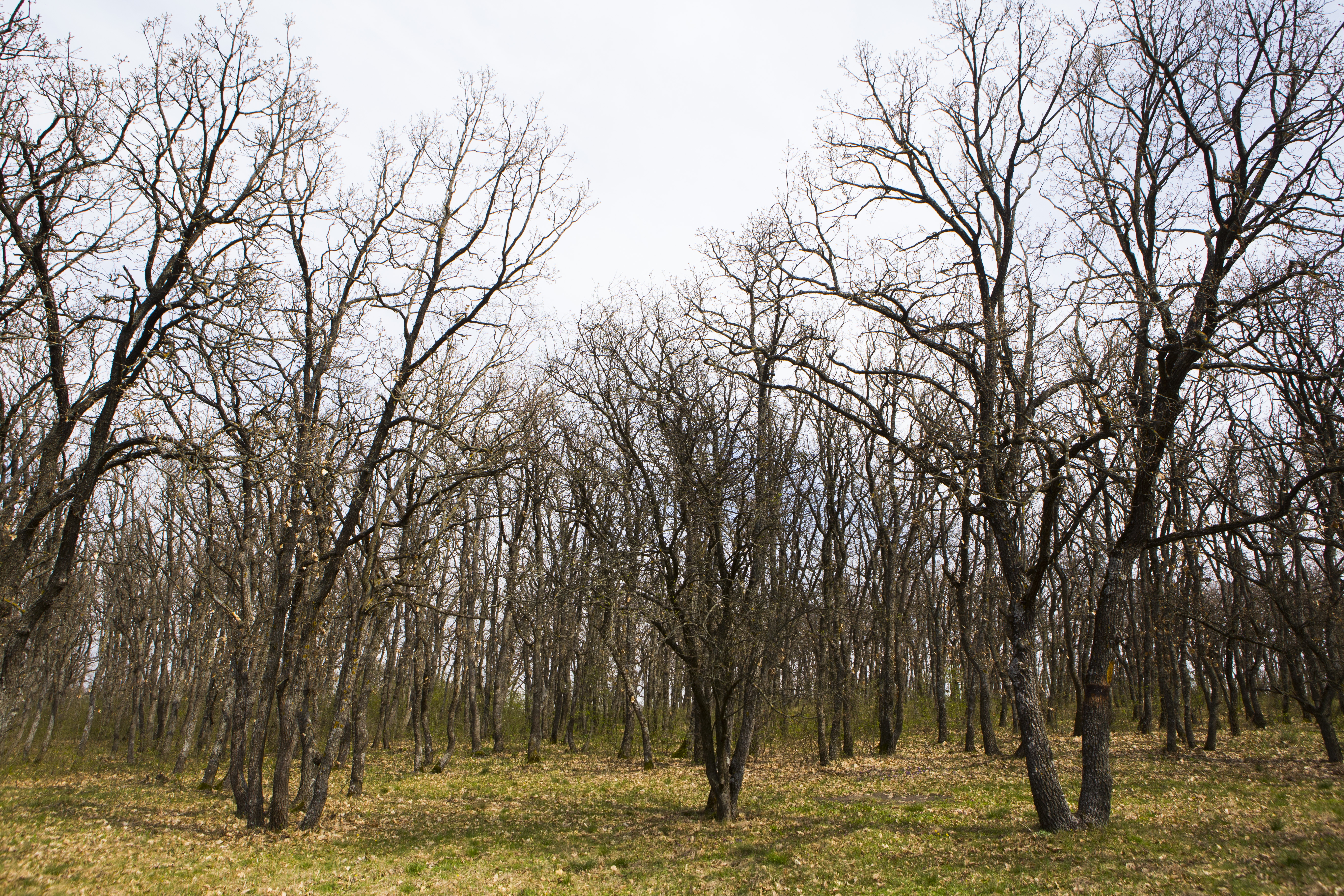 Avertisment al Direcţiei Silvice: DEFRIŞĂRILE necontrolate, un PERICOL pentru judeţ