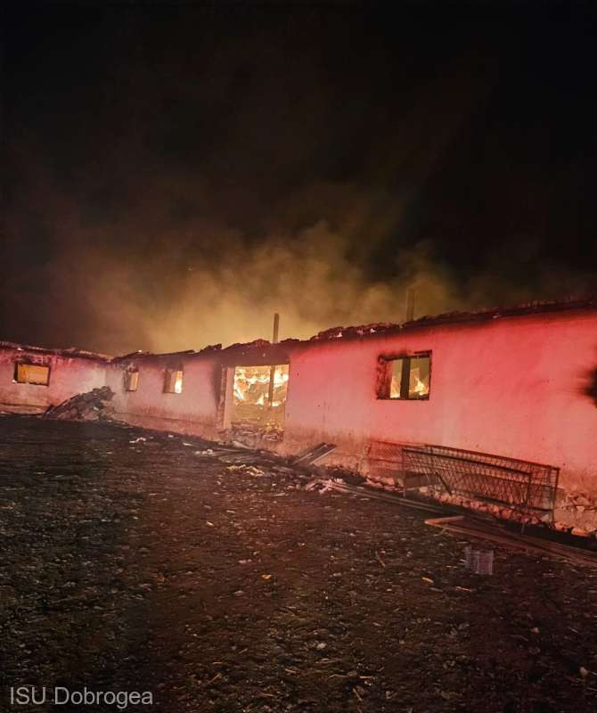 Sute de oi, arse de vii într-un saivan din Constanța