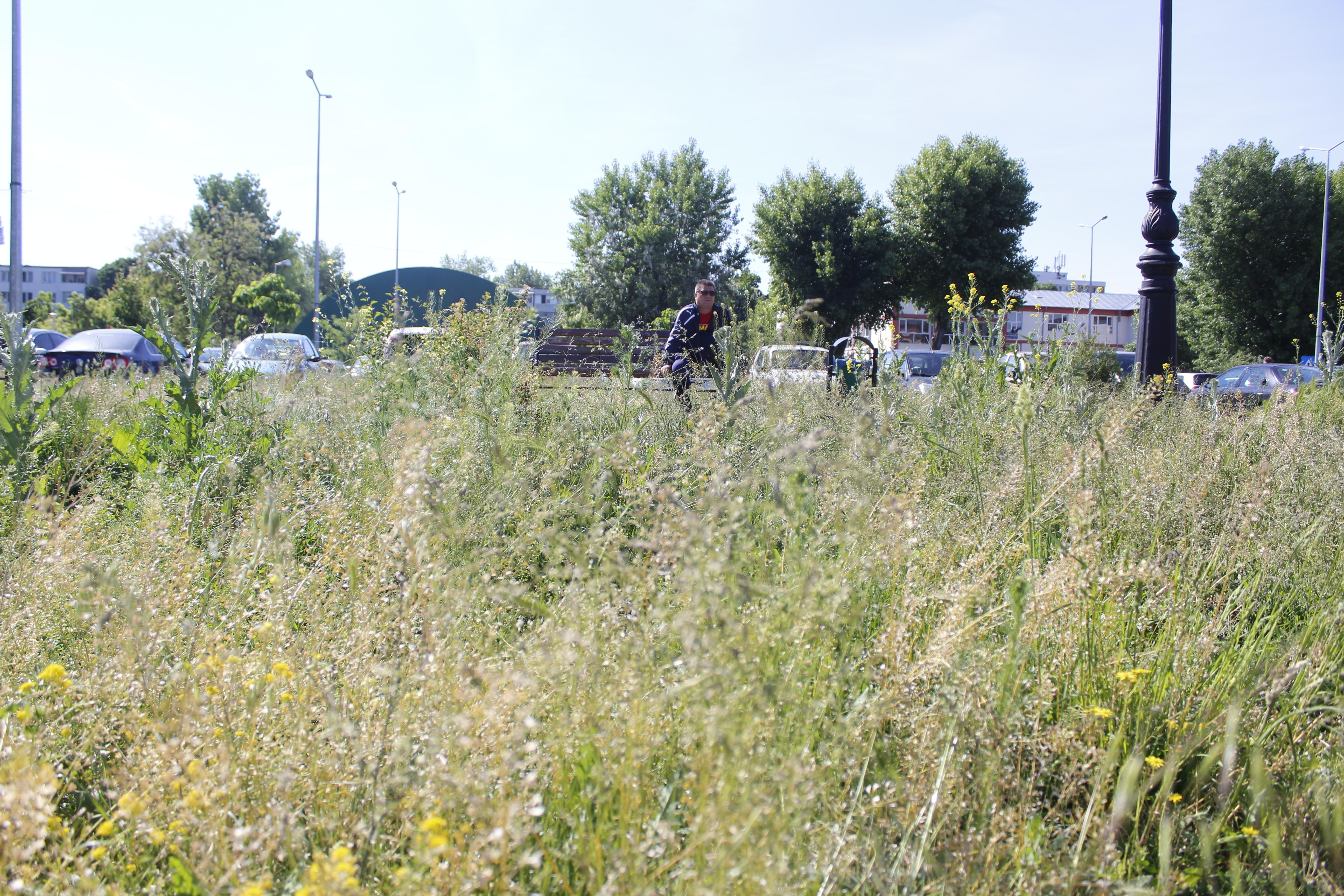 În cartierele mărginaşe ale orașului Galați, IARBA este încă înaltă