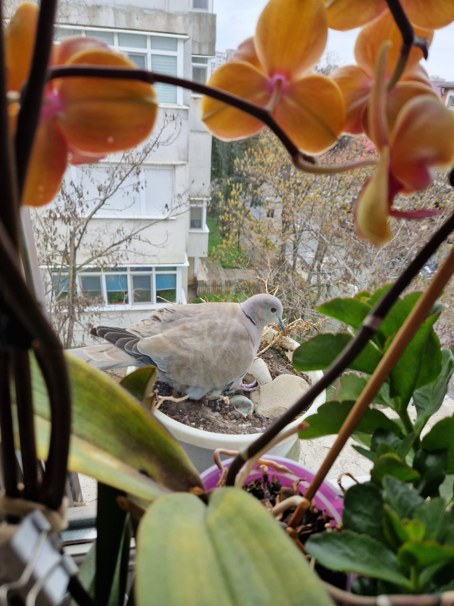 De haram a venit, de haram se duce