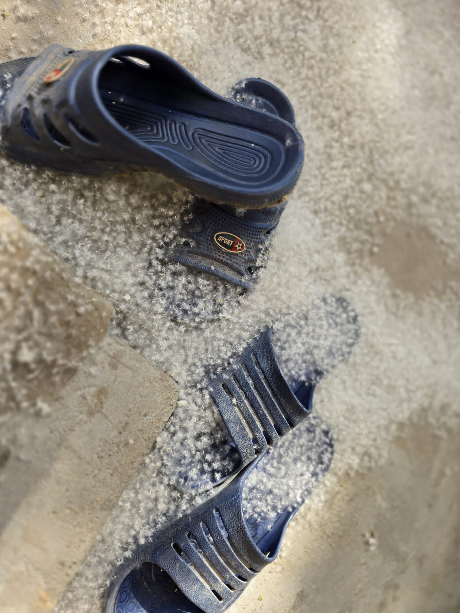 Un plop din curtea Spitalului TBC sufocă toţi vecinii. Cereri succesive de tăiere sau toaletare, încă din 2017 (FOTO)