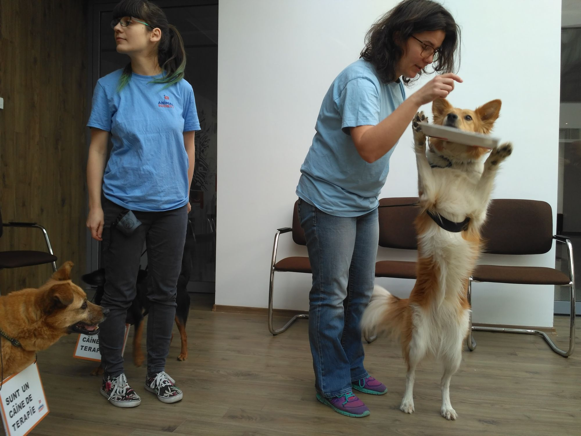 Campanie. Programări pentru sterilizarea gratuită a câinilor şi pisicilor