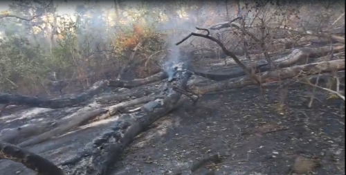 UPDATE: Imaginile dezastrului rămas după incendiul uriaș de vegetație. Ce poate face un om iresponsabil