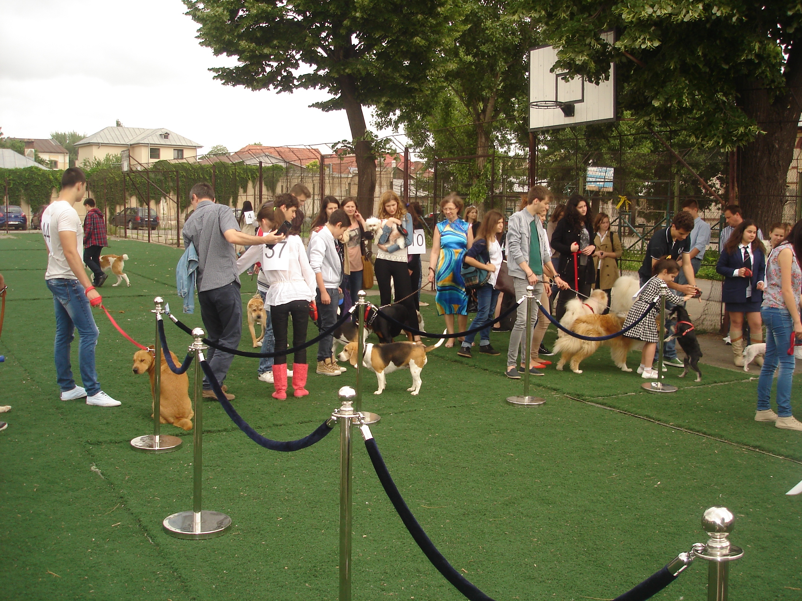 GALERIE FOTO / Rasă, frumuseţe şi graţie pe patru labe la Concursul canin de la Colegiul Naţional "Vasile Alecsandri"