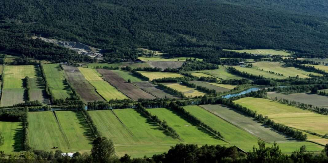 Fonduri europene pentru înființarea perdelelor naturale de protecție