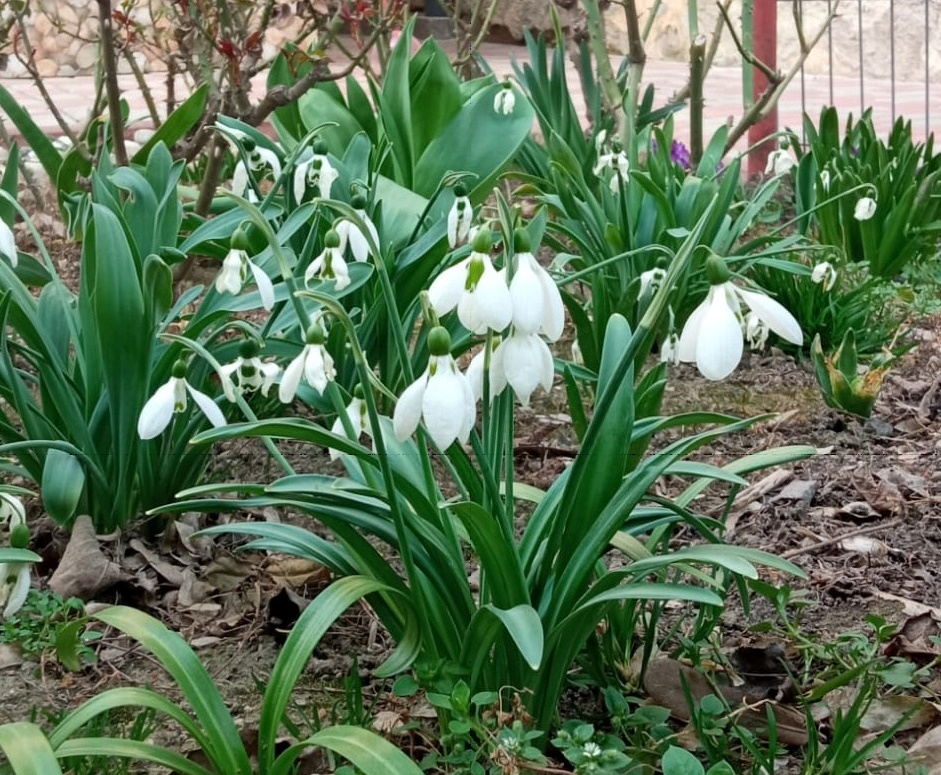 Ghioceii se vând fără restricții, deşi sunt protejaţi de lege