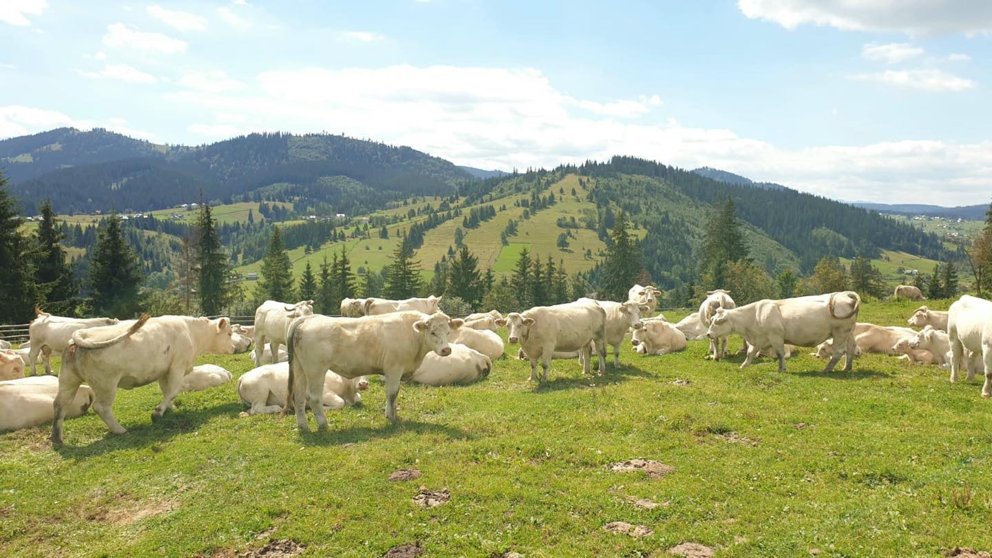 Scheme de ajutor pentru zootehnie