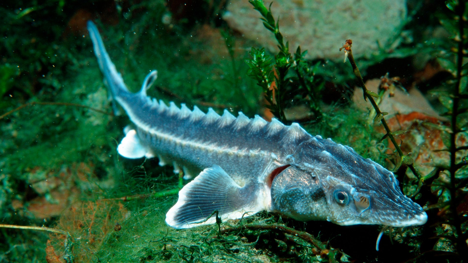 Braconajul și traficul ilegal duc la dispariția sturionilor din Dunărea de Jos