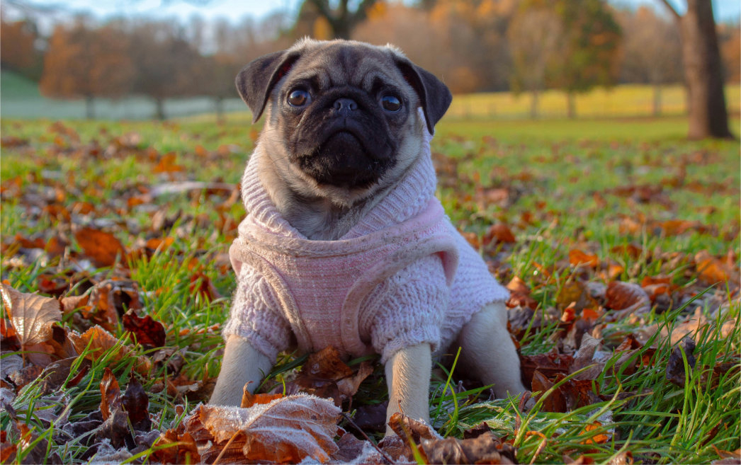 Cum protejăm câinii în sezonul rece