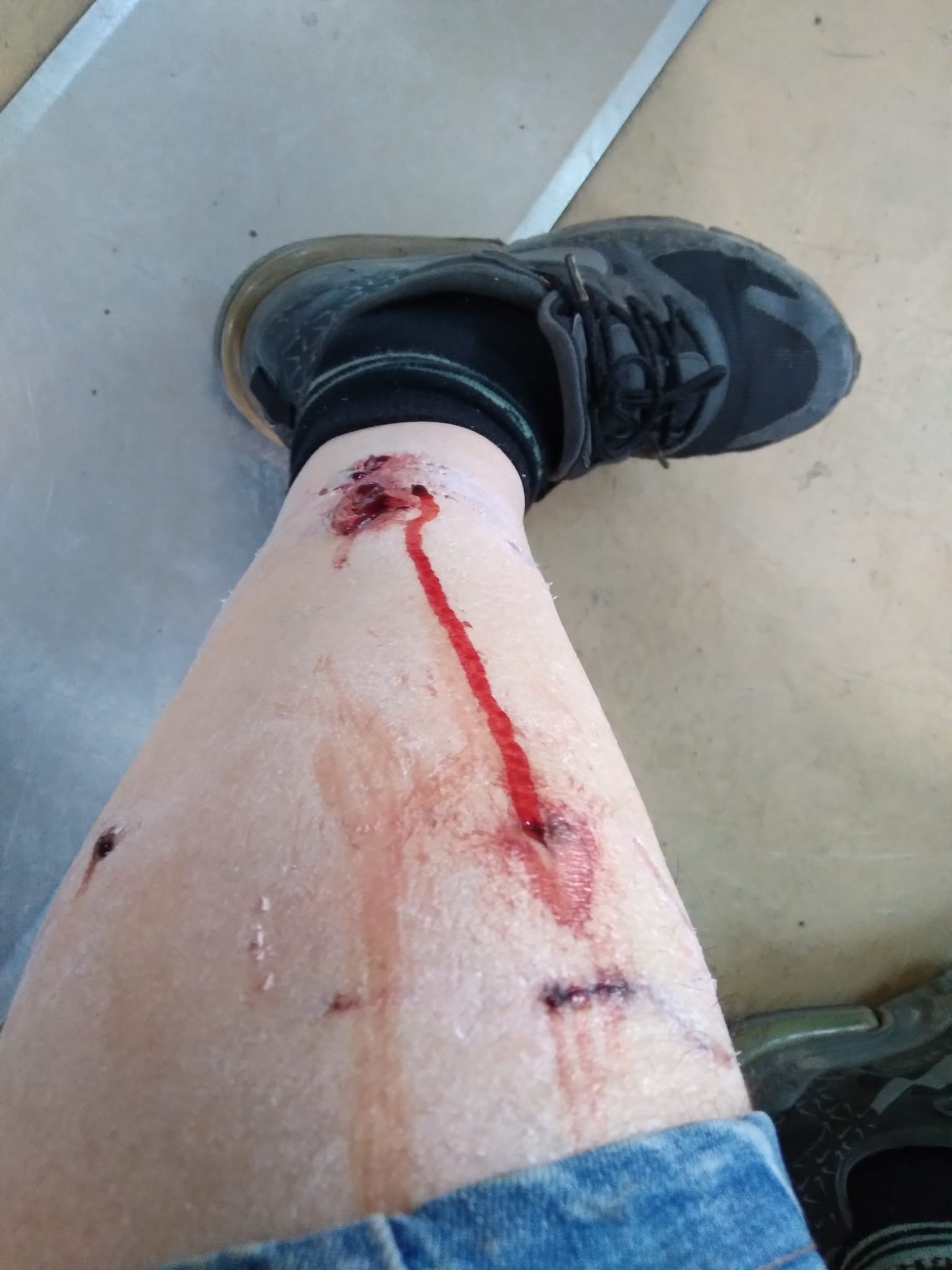 Pe platforma Liberty, mai mulți câini maidanezi decât muncitori