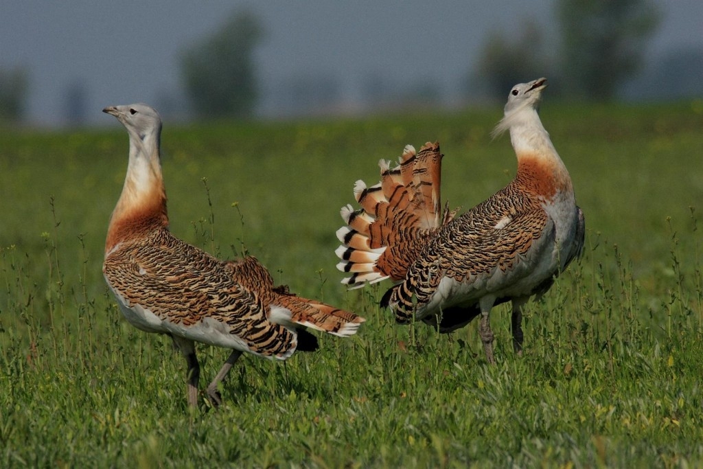 Dropia, exponatul lunii mai, la Complexul Muzeal de Ştiinţele Naturii