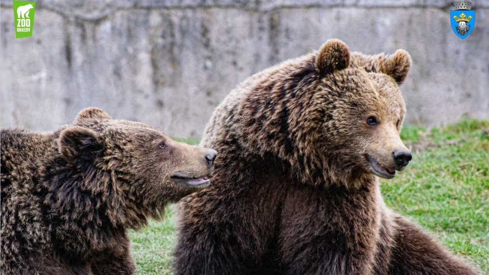 Ziua Ursului, la Zoo Brașov