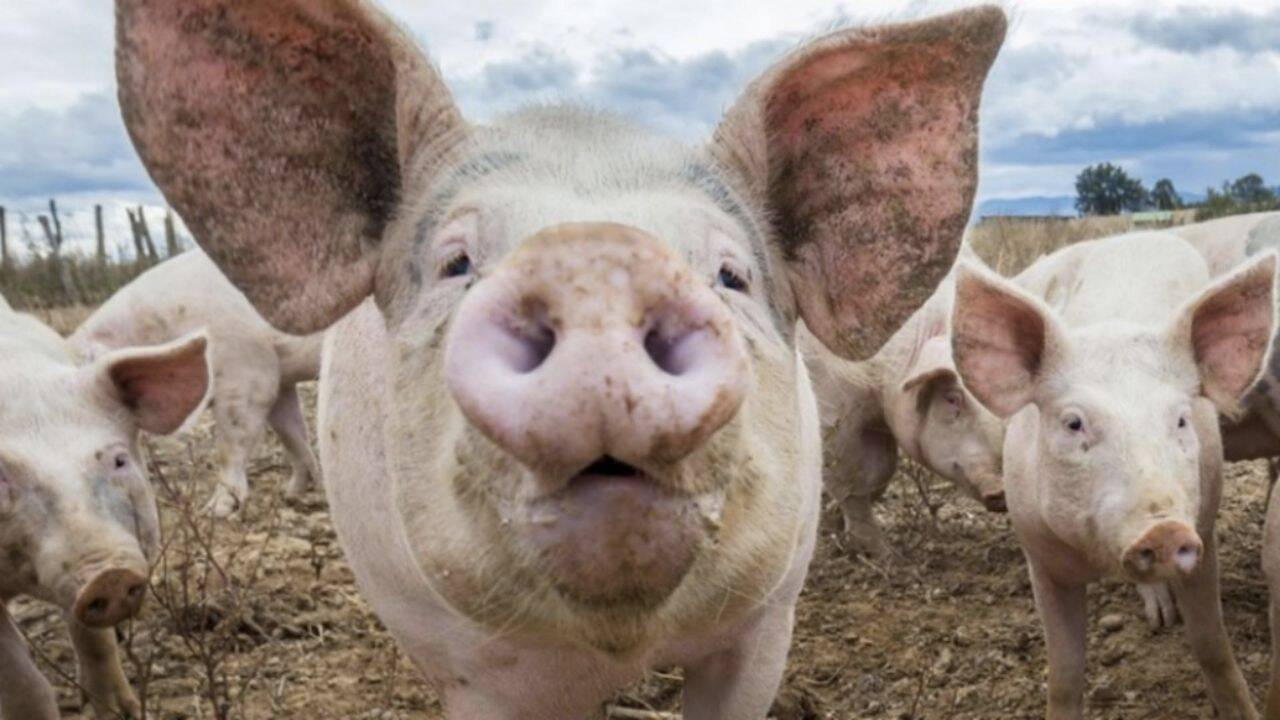 Producția de carne de porc din România, în colaps