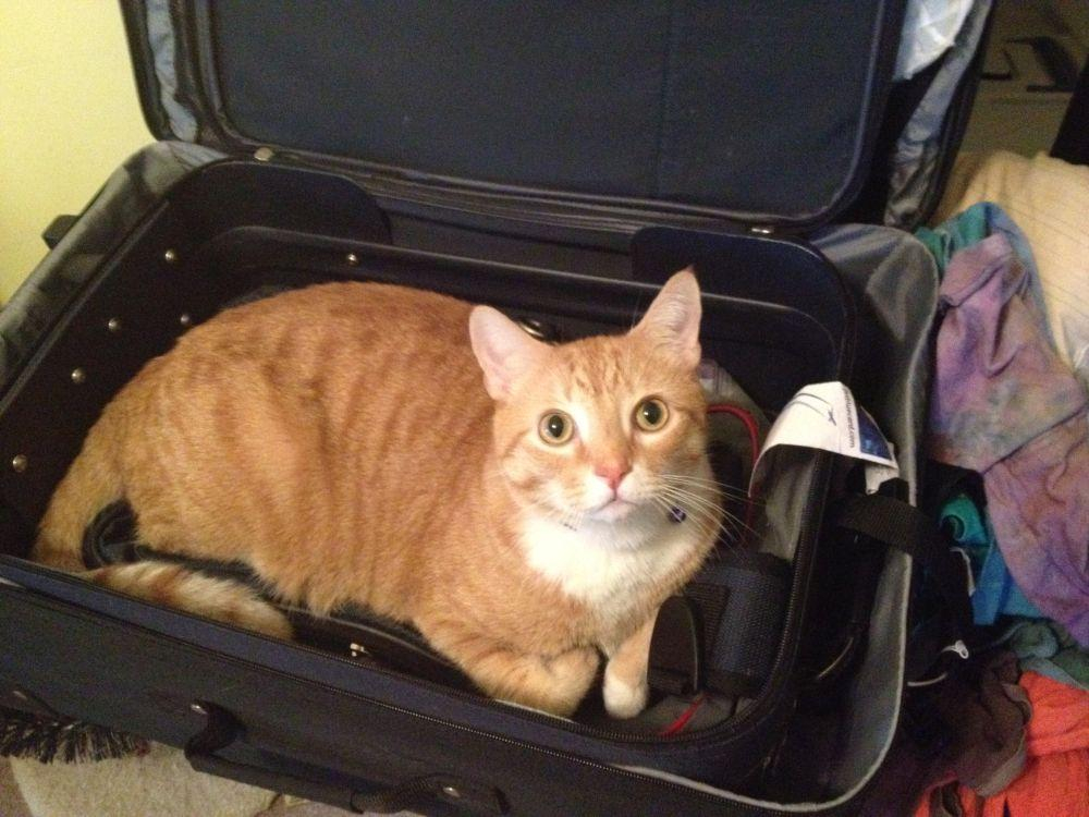 Vacanţă cu sau fără prietenul necuvântător?