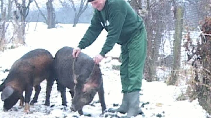 Ştiri cu porci verzi pe pereţi      
