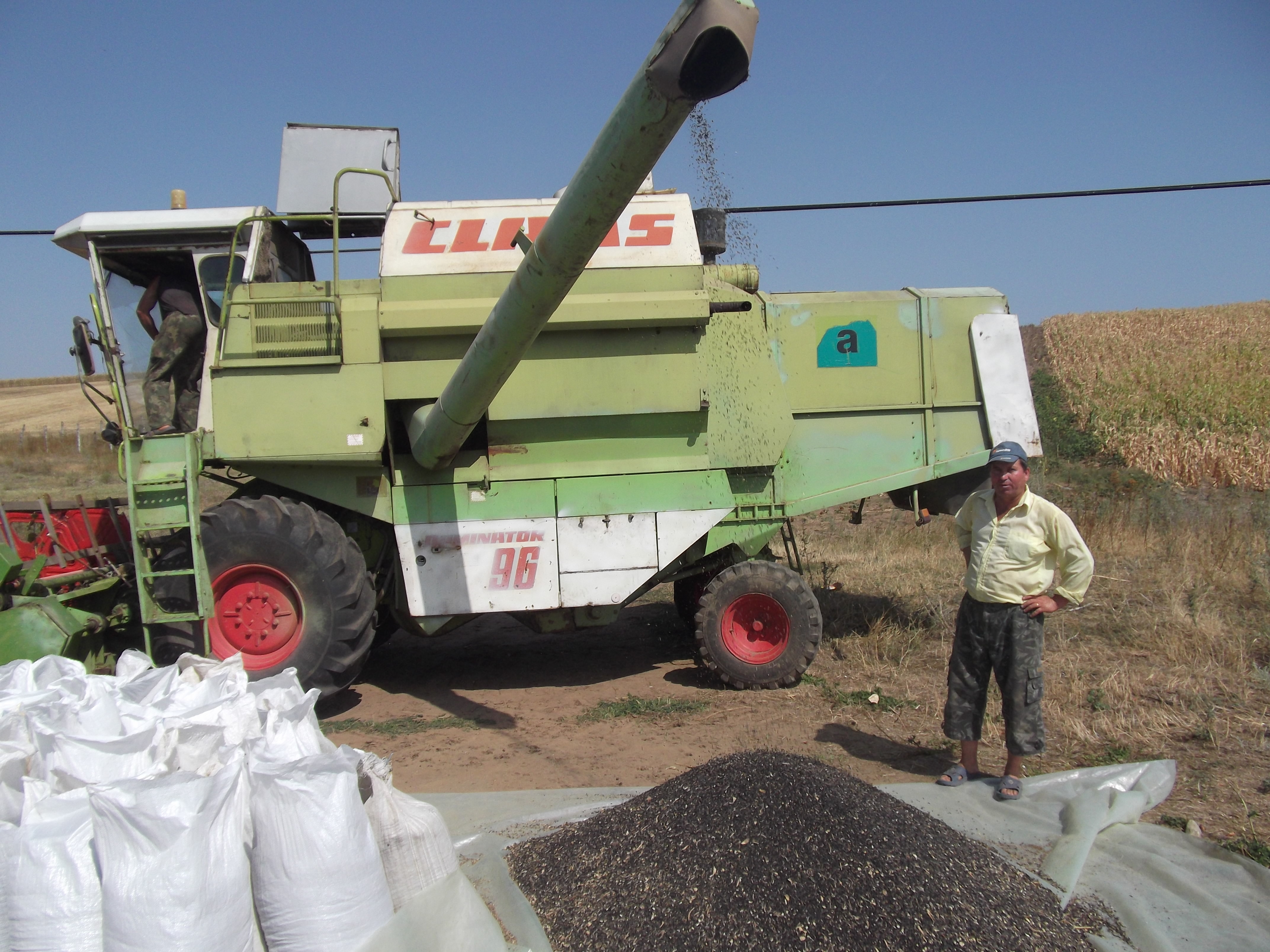 Bereşti - Floarea-soarelui, schimbată pe untdelemn vărsat