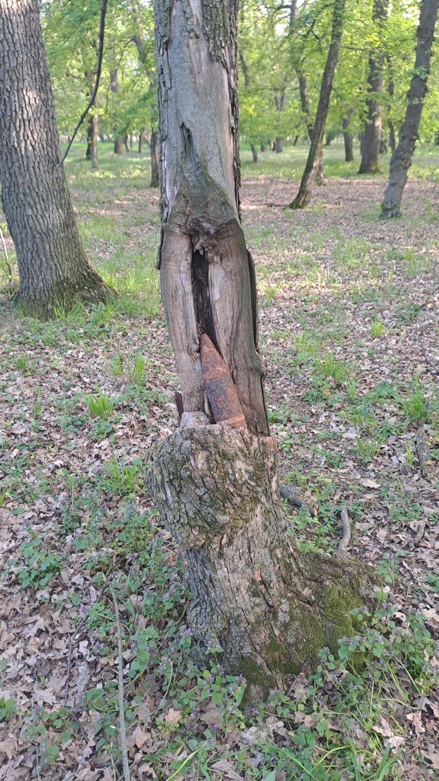 Proiectil din război, înfipt într-un copac din județul Galați (VIDEO)