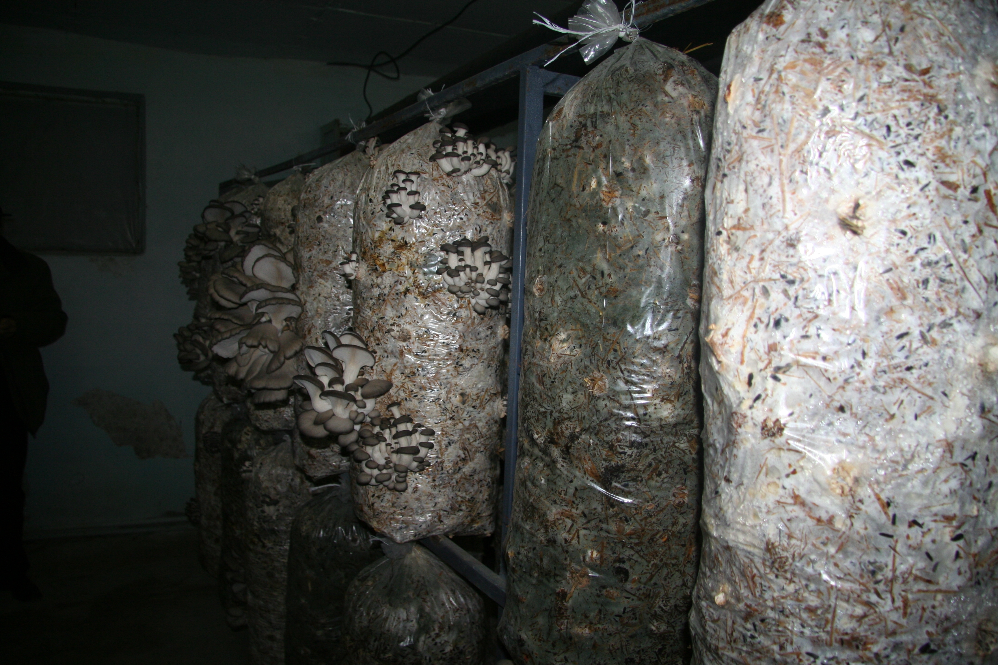 Delicatese de post la Frumuşiţa 