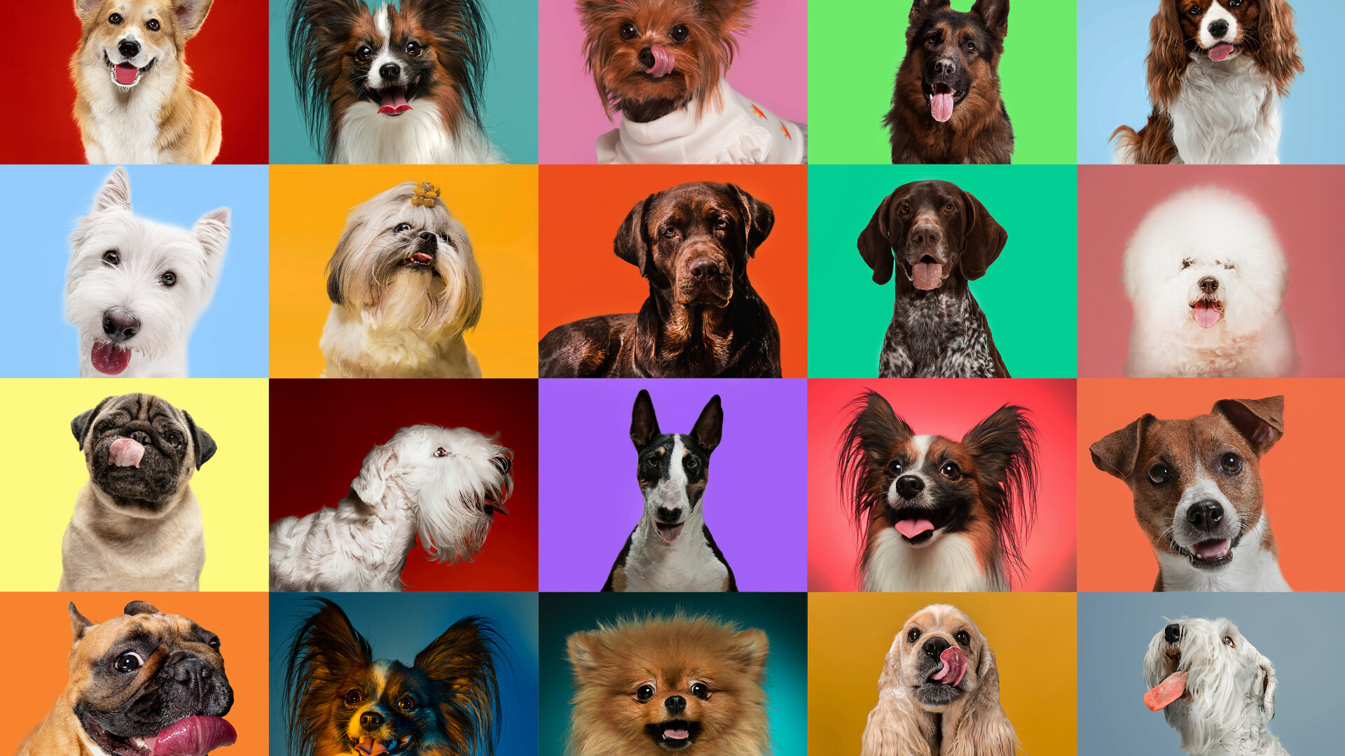 Ce luăm în calcul când ne dorim un câine