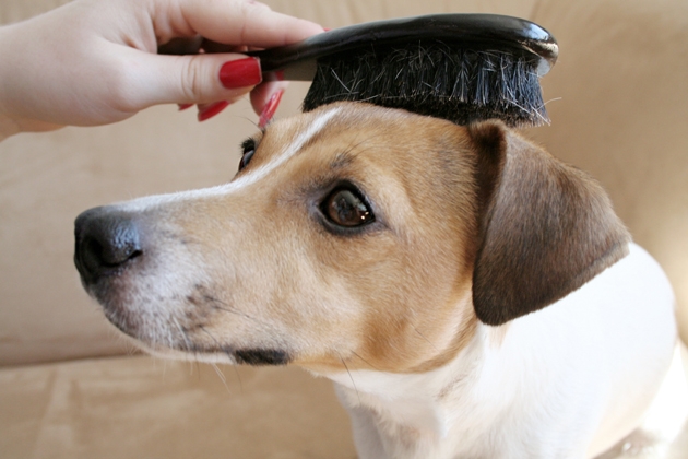 ȘCOALA IUBITORILOR DE ANIMALE/ Alegeţi peria potrivită!